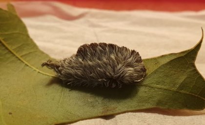 The asp caterpillar on a green leaf. Image, UQ